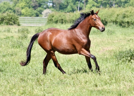 Hannoveranare, Sto, 2 år, 162 cm, Mörkbrun