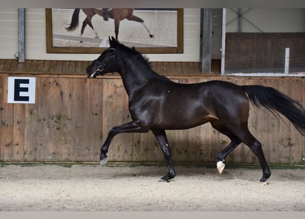 Hannoveranare, Sto, 3 år, 163 cm, Rökfärgad svart