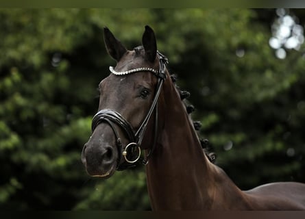 Hannoveraner, Stute, 3 Jahre, 166 cm, Schwarzbrauner