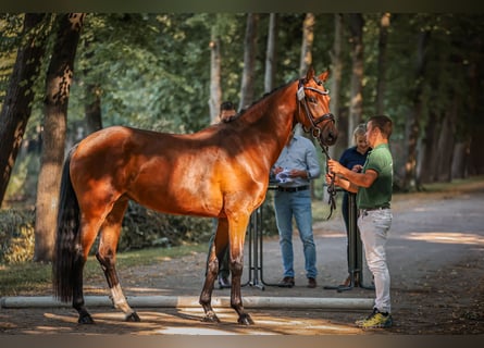 Hannoveranare, Sto, 3 år, 167 cm, Brun