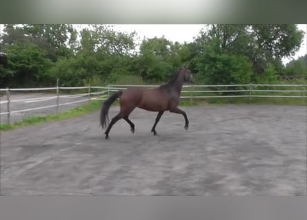 Hannoveranare, Sto, 3 år, 168 cm, Mörkbrun