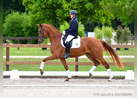 Hannoveraner, Stute, 3 Jahre, 170 cm, Fuchs