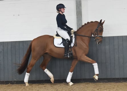 Hannoveranare, Sto, 4 år, 165 cm, fux