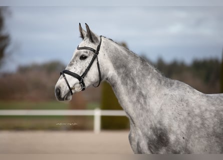 Hannoveranare, Sto, 4 år, 165 cm, Grå