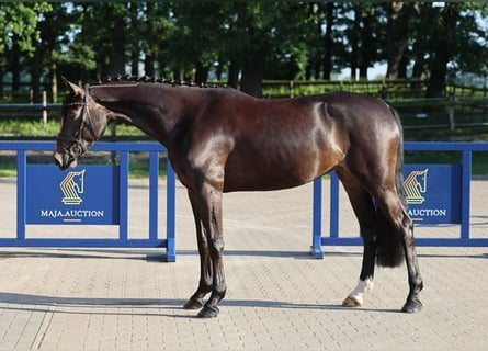 Hannoveranare, Sto, 4 år, 166 cm, Rökfärgad svart