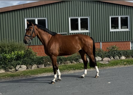 Hannoveraner, Stute, 4 Jahre, 170 cm, Brauner