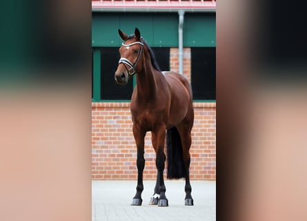 Hannoveranare, Sto, 5 år, 166 cm, Brun