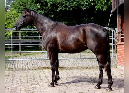 Hannoveranare, Sto, 5 år, 166 cm, Svart