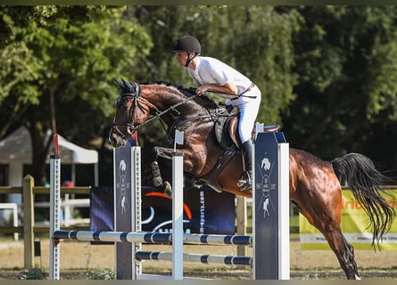 Hannoveranare, Sto, 5 år, 168 cm, Mörkbrun