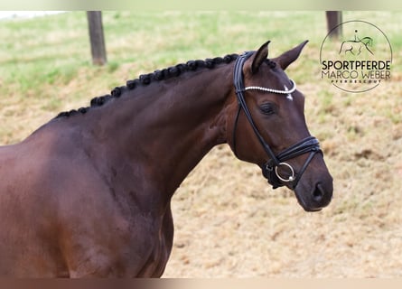Hannoveranare, Sto, 6 år, 170 cm, Mörkbrun