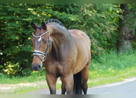 Hannoveraner, Wallach, 10 Jahre, 167 cm, Dunkelbrauner