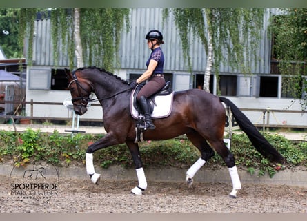 Hannoveraner, Wallach, 10 Jahre, 169 cm, Dunkelbrauner