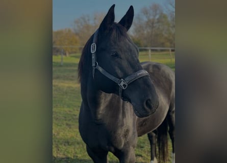 Hannoveranare, Valack, 10 år, 172 cm, Svart