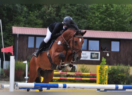 Hannoveranare, Valack, 11 år, 168 cm, Brun