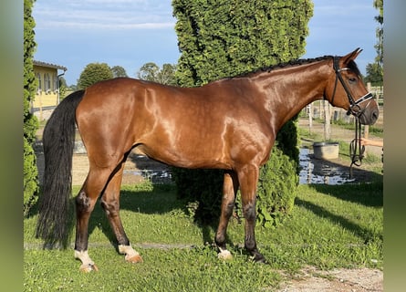 Hannoveranare, Valack, 11 år, 178 cm, Brun