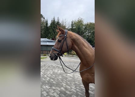 Hannoveranare, Valack, 12 år, 171 cm, fux