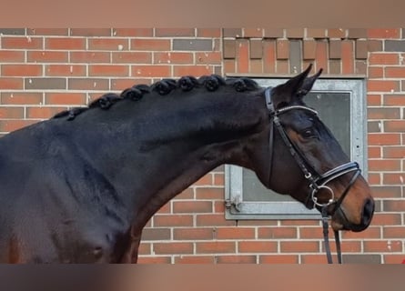 Hannoveranare, Valack, 12 år, 173 cm, Rökfärgad svart