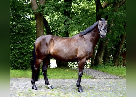 Hannoveranare, Valack, 13 år, 170 cm, Rökfärgad svart
