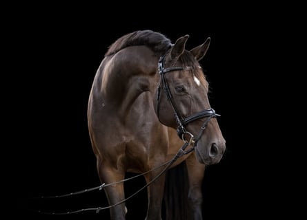 Hannoveranare, Valack, 16 år, 172 cm, Brun