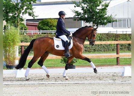 Hannoveraner, Wallach, 3 Jahre, 166 cm, Brauner