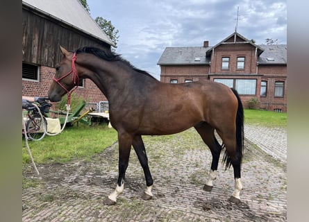 Hannoveranare, Valack, 3 år, 167 cm, Brun