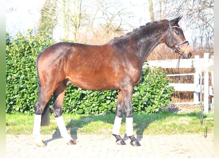 Hannoveranare, Valack, 3 år, 167 cm, Mörkbrun