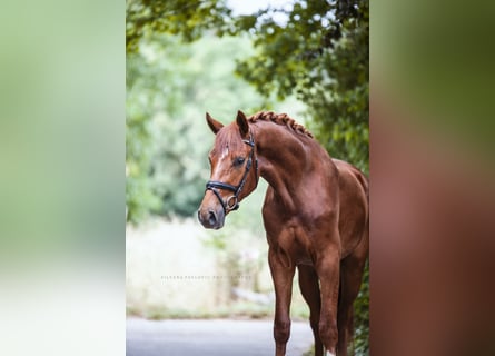 Hannoveranare, Valack, 3 år, 172 cm, fux