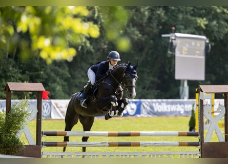 Hannoveranare, Valack, 4 år, 153 cm, Grå