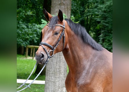 Hannoveranare, Valack, 4 år, 168 cm, Brun