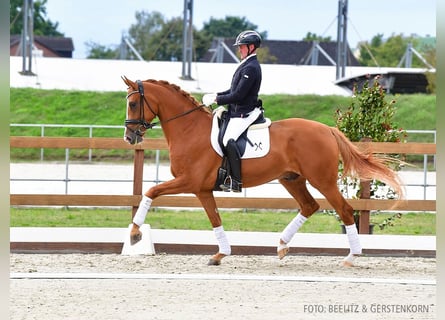 Hannoveranare, Valack, 4 år, 168 cm, fux