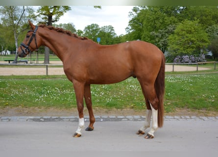 Hannoveraner, Wallach, 4 Jahre, 169 cm, Fuchs