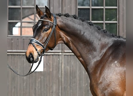 Hannoveranare, Valack, 4 år, 171 cm, Brun