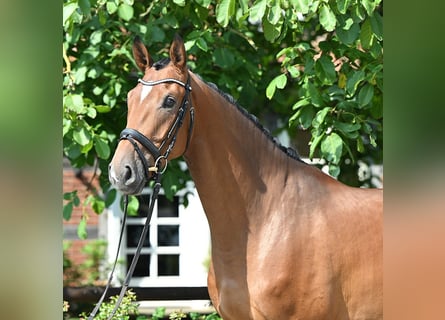 Hannoveranare, Valack, 4 år, 172 cm, Brun