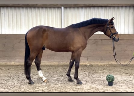 Hannoveraner, Wallach, 4 Jahre, 173 cm, Brauner