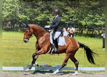 Hannoveranare, Valack, 4 år, 174 cm, Brun