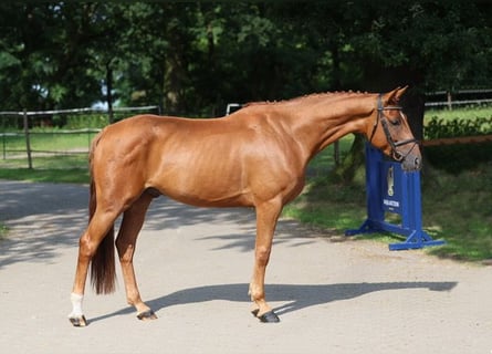 Hannoveranare, Valack, 5 år, 165 cm, Brun