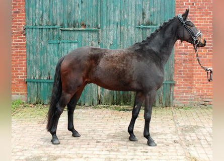 Hannoveranare, Valack, 5 år, 165 cm, Mörkbrun