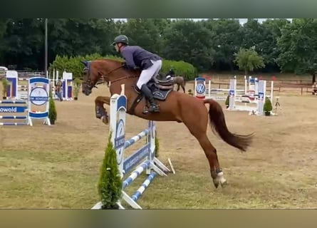 Hannoveranare, Valack, 5 år, 170 cm, fux