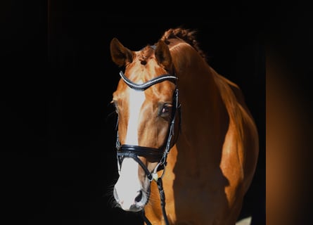 Hannoveranare, Valack, 5 år, 172 cm, fux