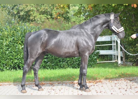 Hannoveranare, Valack, 6 år, 167 cm, Svart