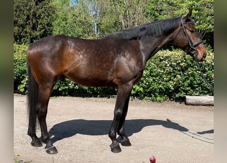 Hannoveranare Blandning, Valack, 6 år, 173 cm, Brun