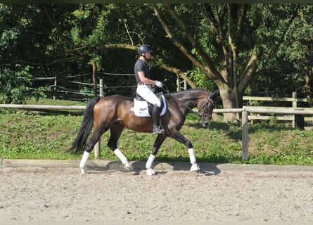 Hannoveranare, Valack, 7 år, 168 cm, Brun