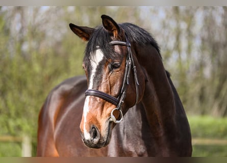 Hannoveranare, Valack, 7 år, 174 cm, Brun