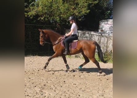 Hannoveranare, Valack, 8 år, 174 cm, Brun