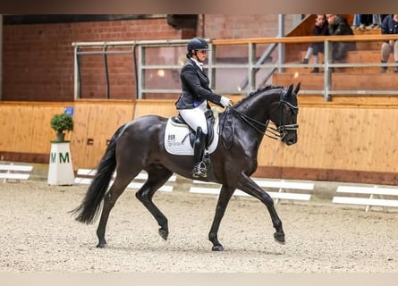 Hannoveraner, Hengst, 10 Jahre, 171 cm, Rappe