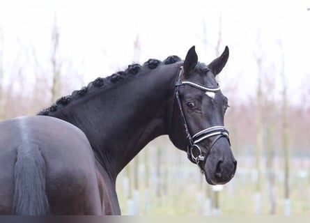 Hannoveraner, Hengst, 11 Jahre, 170 cm, Schwarzbrauner