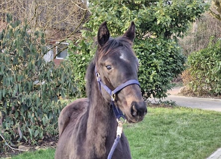 Hannoveraner, Hengst, 1 Jahr, 142 cm, Dunkelbrauner