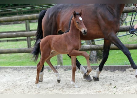 Hannoveraner, Hengst, 1 Jahr, 168 cm, Brauner