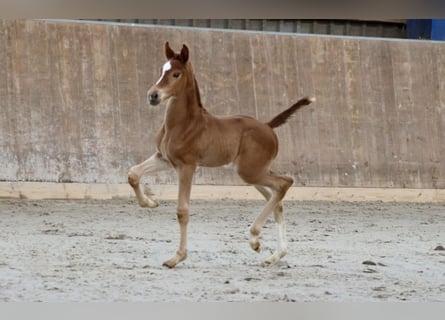 Hannoveraner, Hengst, 1 Jahr, 168 cm, Fuchs