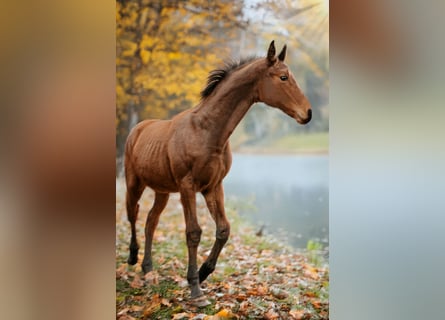 Hannoveraner, Hengst, 1 Jahr, 170 cm, Brauner